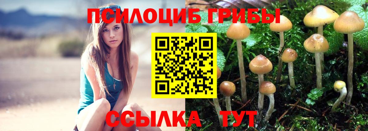 Строитель  Галлюциногенные грибы Psilocybine cubensis  Вход с VPN 